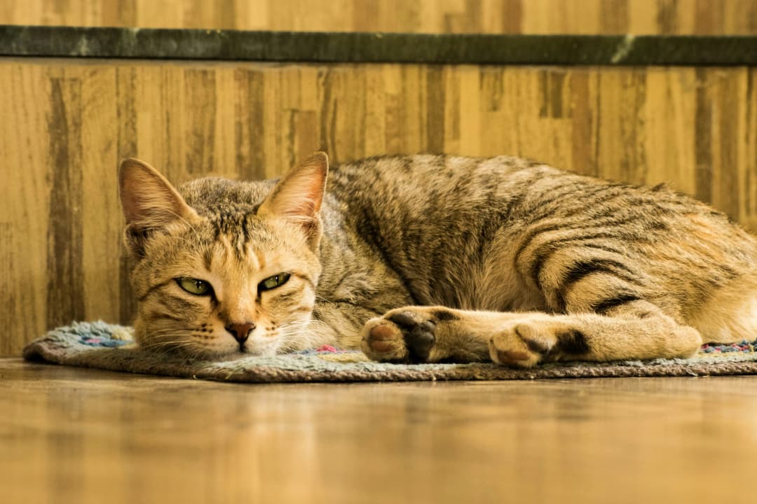 แมวเบื่อหรือเครียด? สังเกตอย่างไร และเราจะช่วยเขาได้อย่างไร?