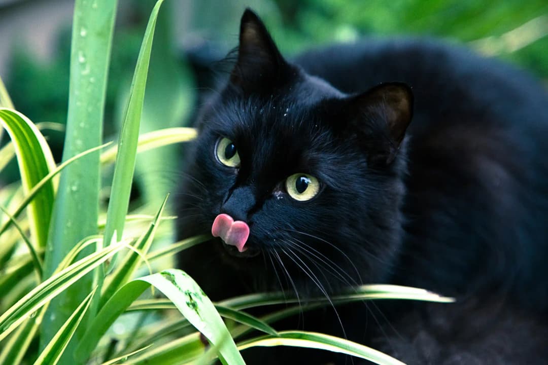 แมวกินไผ่เงิน มีประโยชน์ต่อสุขภาพจริงหรือไม่?