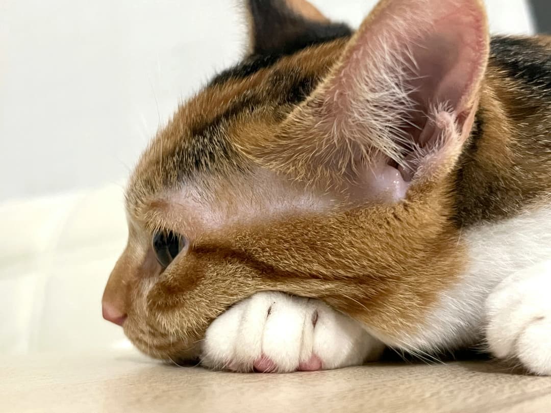 แมวคันหูบ่อย ๆ ใช่แค่คันธรรมดารึเปล่า?