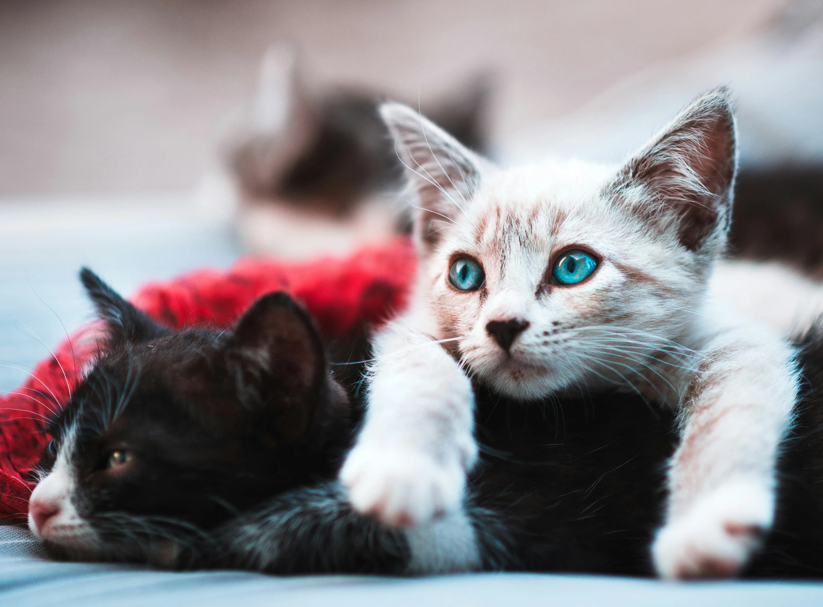 Cute cat