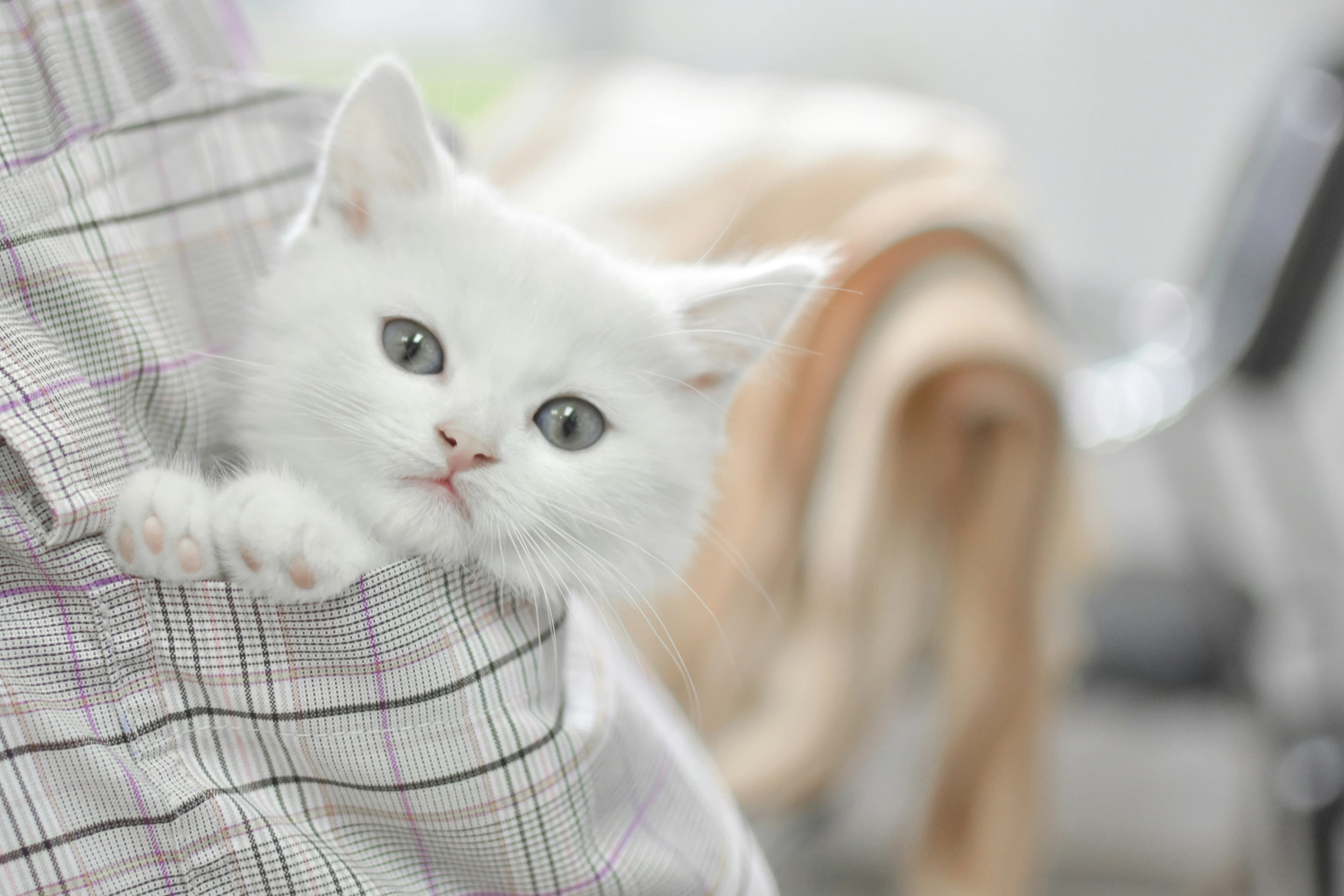 Cute cat