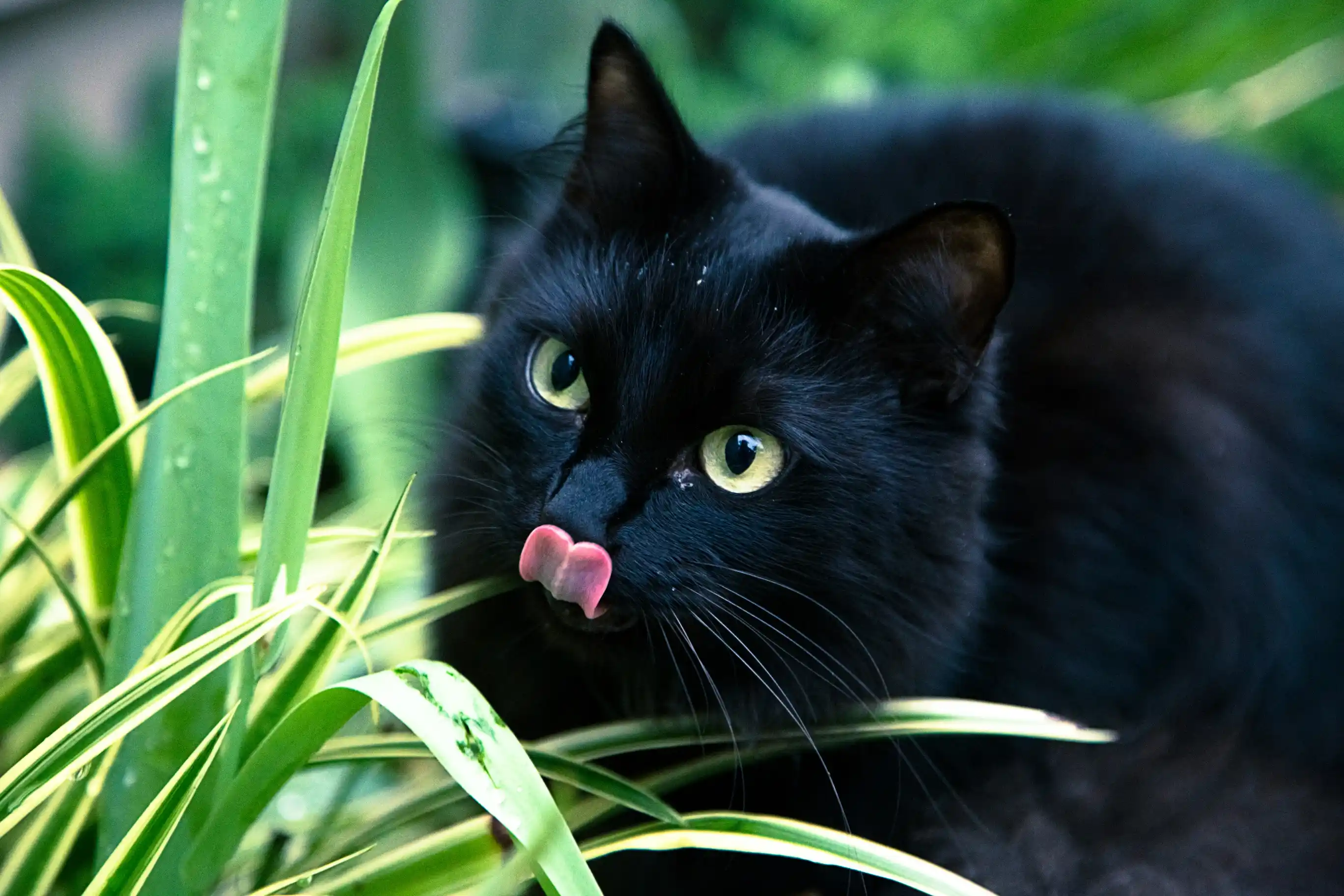 แมวกินไผ่เงิน มีประโยชน์ต่อสุขภาพจริงหรือไม่?